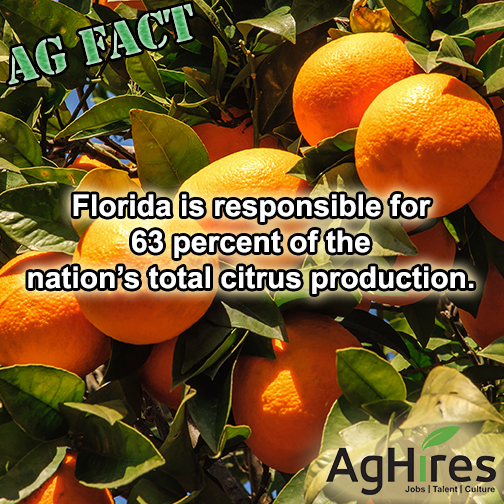 Florida is 63 of Nation’s Total Citrus Production